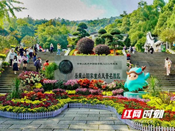 万紫千红撑起深秋颜值！岳麓山4万盆名菊等你打卡