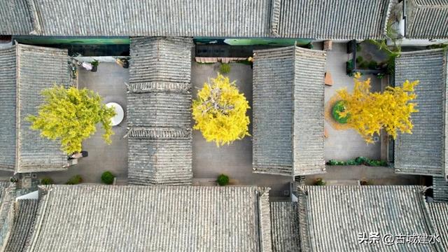 初冬雅韵：临安府署银杏换新妆
