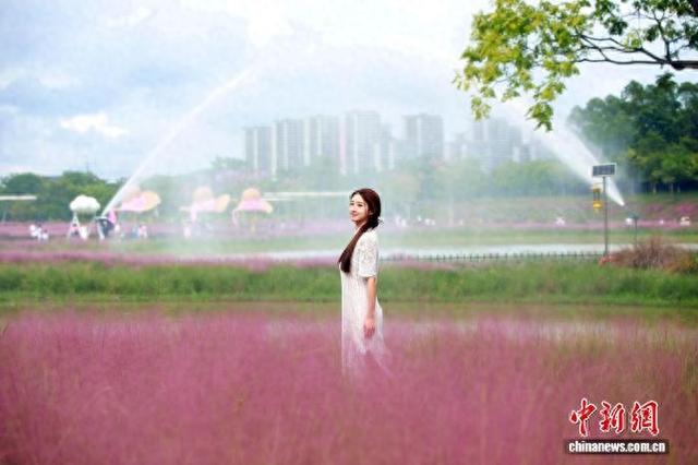 广西南宁：粉黛花海引游人