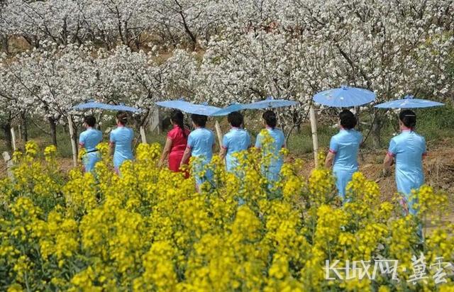 长城观察丨河北：融合多元业态 清明“赏花经济”热力全开