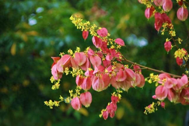 孝南：深秋湿地 韵律的盛宴