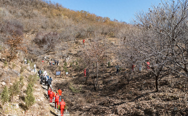 传承2100年汉柏基因 泰山桃花源添77株“古树后代”