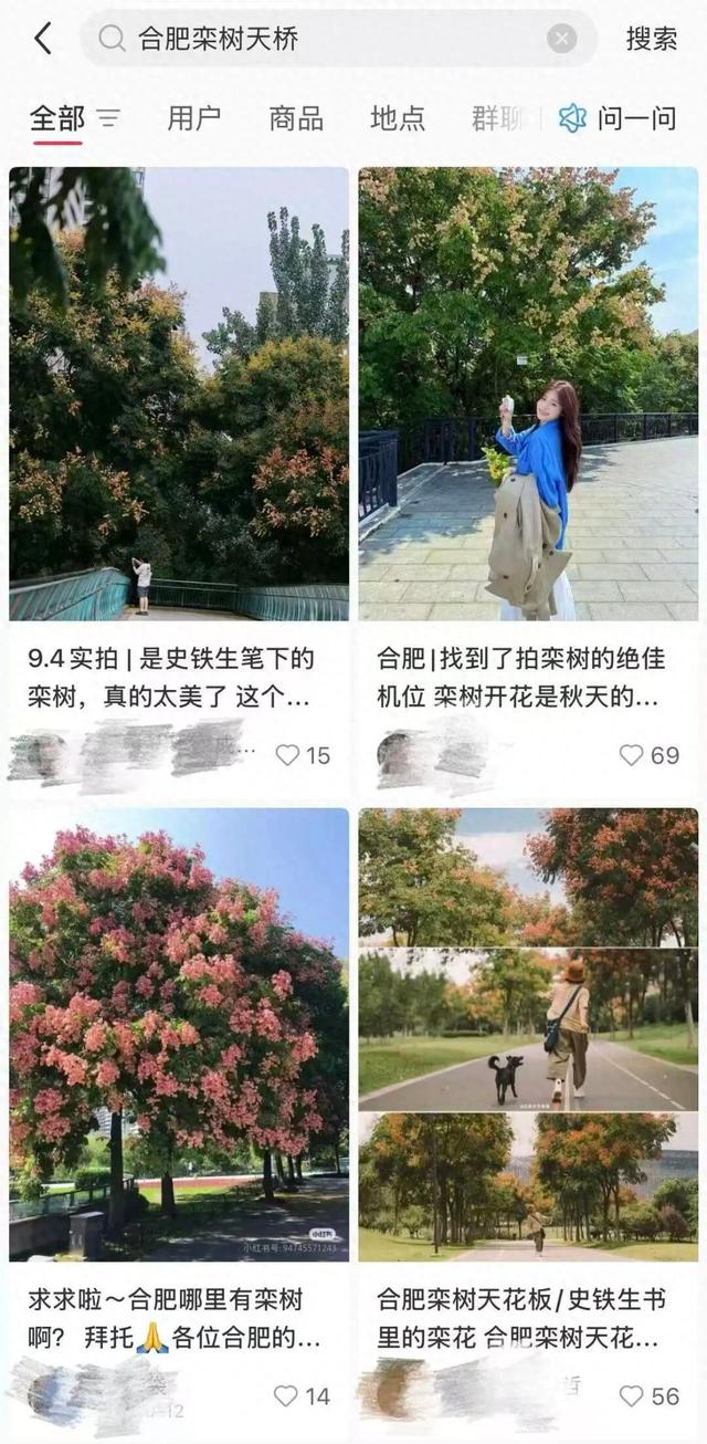 合肥“栾树天桥”，火出圈！网友：好治愈
