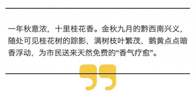 金秋九月秋意浓，黔西南兴义满城桂花香