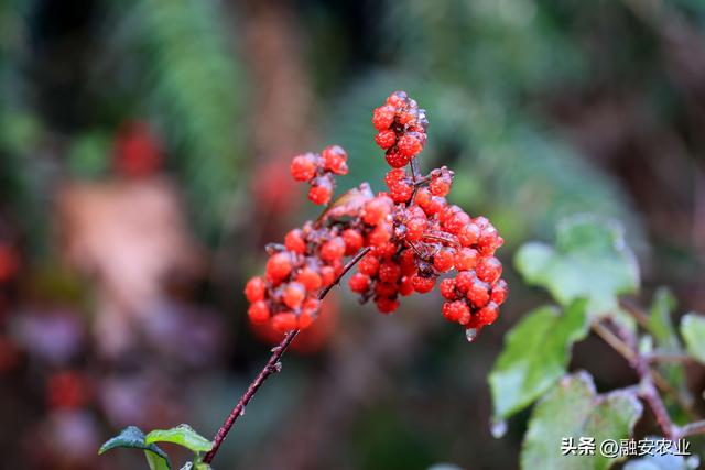 广西融安：南国冰凌成美景