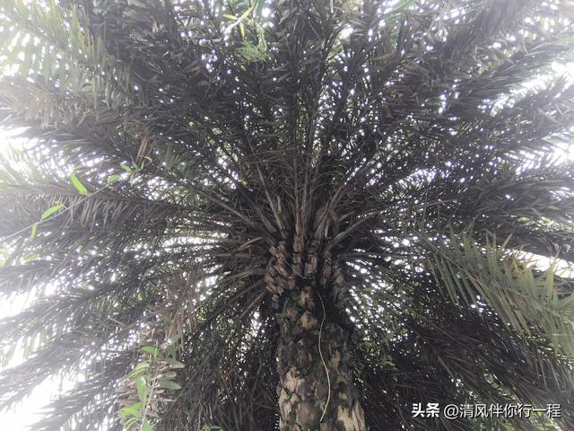 广州南沙温暖湿润，一棵树上有九种植物寄生，格局真大