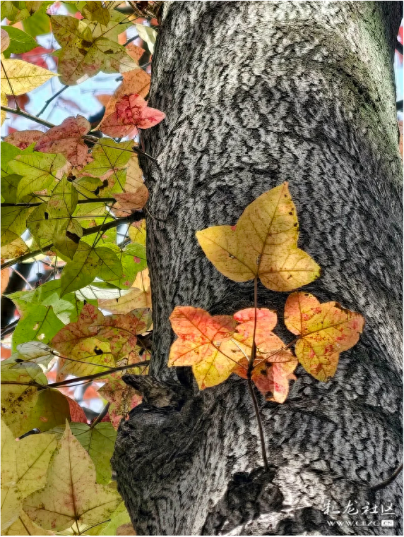 立冬 昆明植物园拾秋