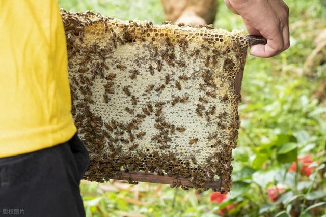 一脾蜂怎样过冬（秋末巢蜜规划三技让蜂群自带干粮进冬宫）