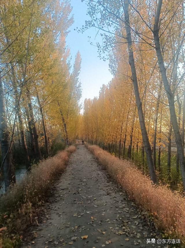 白洋淀笔记：黄昏，走在四门堤里的小堤上