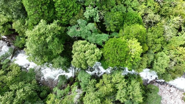 雅安宝兴：探秘青衣江源 沉浸式体验生物多样性的魅力
