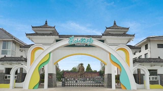 日照茶山牧场：一片茶香萦绕的治愈绿野