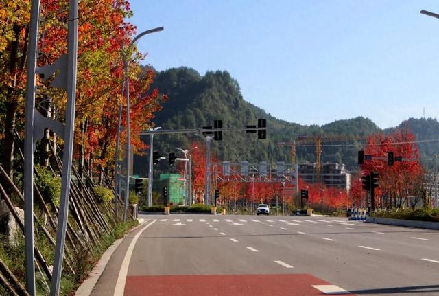 红了！红了！酉阳桃花源新城这条“红枫大道” 等你去打卡