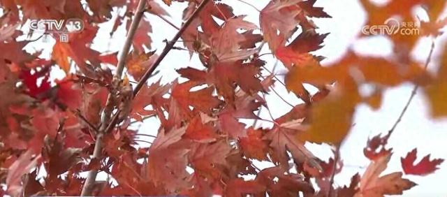 特色赏秋游热潮澎湃 “文旅+”新场景新业态激发“秋日经济”活力