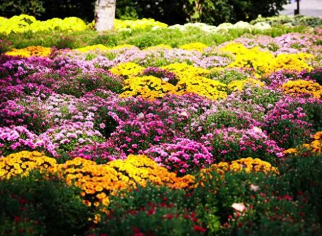万株菊花争奇斗艳！国家植物园开启最美金秋，攻略——