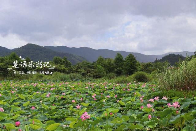 浙江宁波这片秘境又到最美时，百亩荷花美如画，金鸡菊花海也很美
