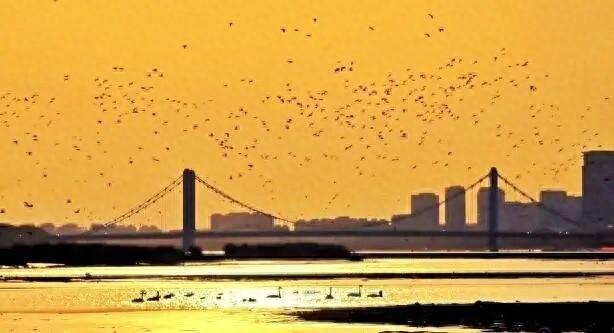 暖橙夕照里，“鸟浪”舞出生态恋曲