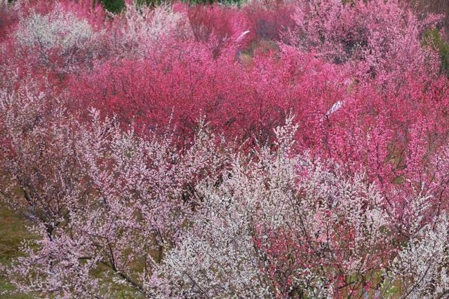 三八节的黄河公园上村苑：花如海，人如潮，女神与春光共倾城