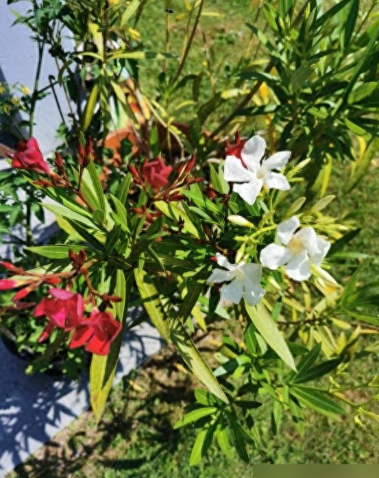 阴花不能进阳宅！这5种花“打死”也不养,家里若有？快挪走！