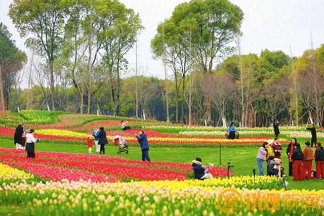 美成画！南昌凤凰沟花海绽放