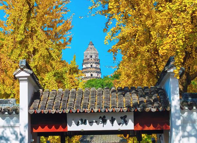 银杏鎏金，满城秋意关不住