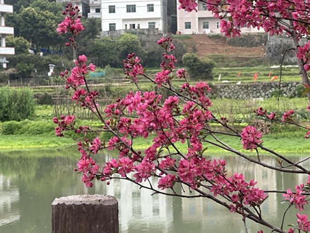 海棠花开春意浓 永春县达埔镇绘就乡村春日美景