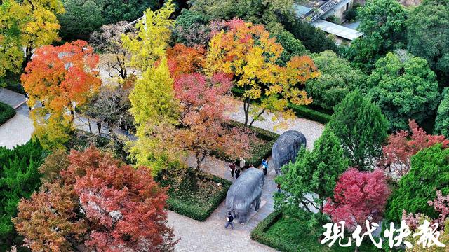 秋天一定要来一趟南京，奶皮子糖葫芦是序章，这些才是正文