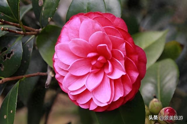 佛山这个花园国庆假期正式开放，藏在深闺的200多亩茶花出门迎客