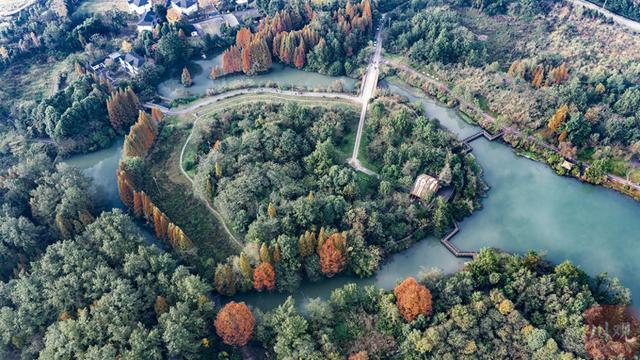 C视觉︱成都这片“水上森林”美到窒息 错过再等一年