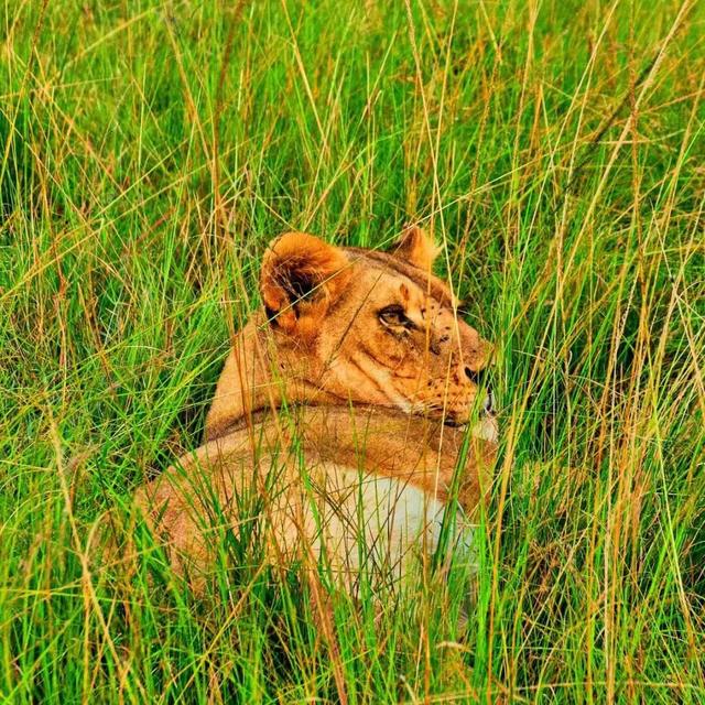 去肯尼亚看动物，为什么让年轻人热泪盈眶？