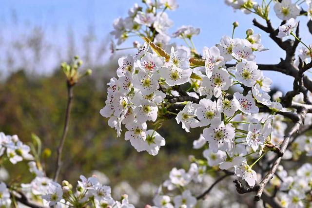 梨雪漫山迎客 一站式解锁四川仁寿春日美好