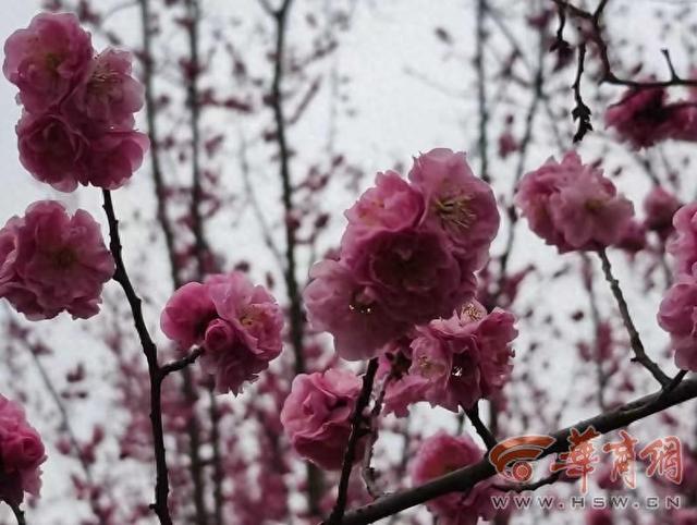 西安鄠邑万株梅花竞相绽放