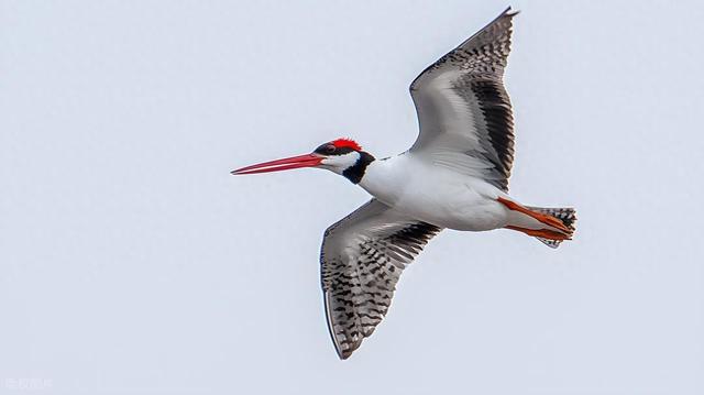 人类"透视"能力首次获科学证实：隔沙探物精度超越机器人