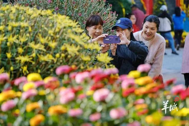 广州文化公园第66届“羊城菊会”周末迎最佳观赏期，将延展至12月上旬