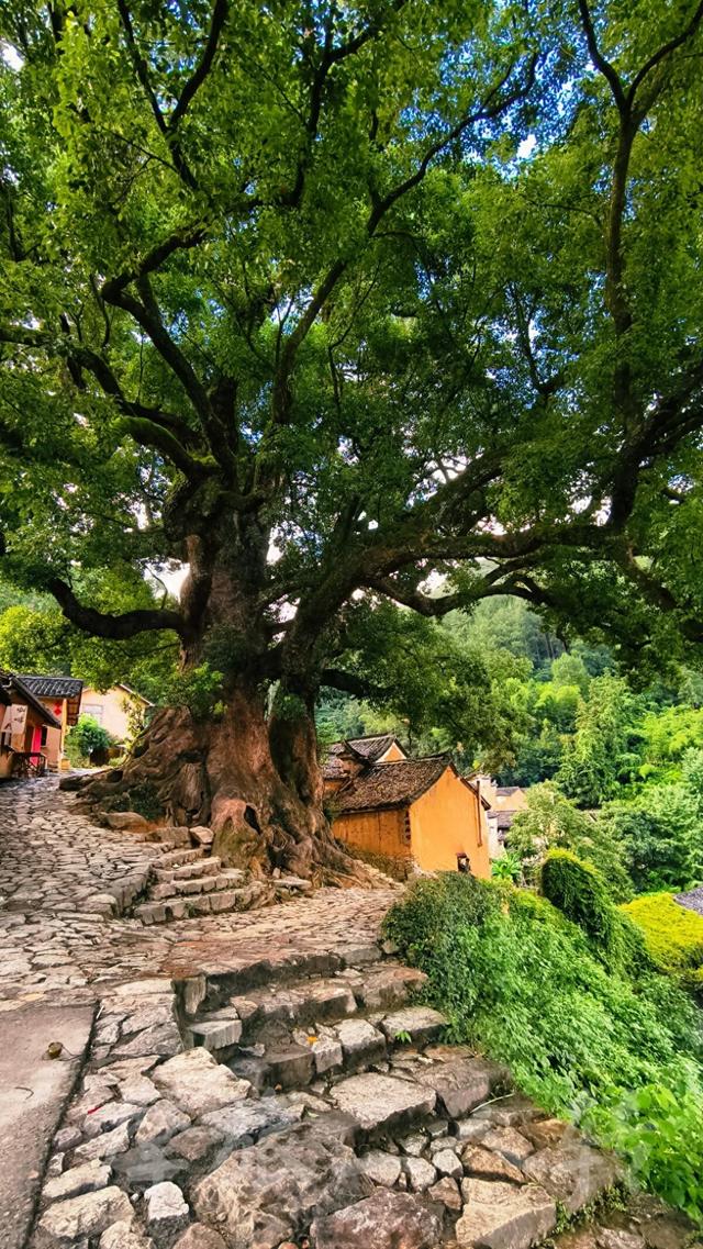 皖浙摩旅二人转——松阳杨家堂篇（下）