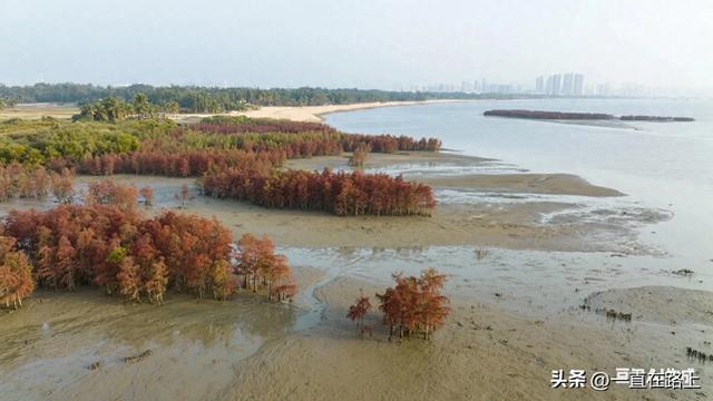 海田 从滩涂到城市的沧海桑田