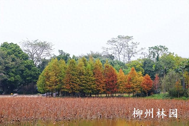 柳州市都乐公园“美拉德”水杉林邀你来打卡！
