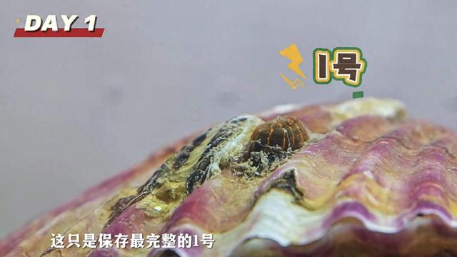 现在流行去盒马鲜生赶海？