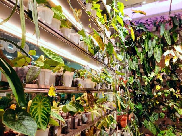 咖啡香里赏雨林？这个冬天，到五大道公园寻找暖意绿洲