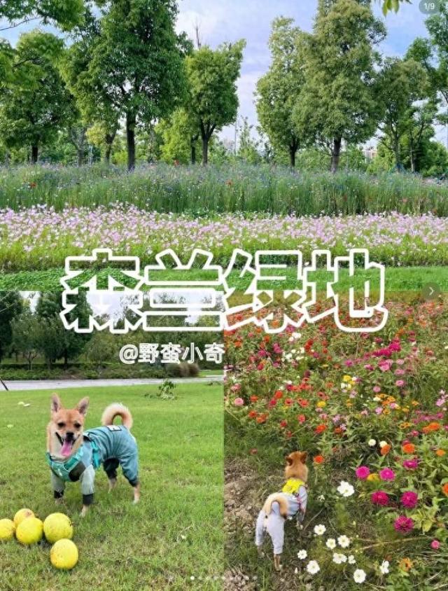 浦东板块高评价宝藏遛狗地分享--持续更新