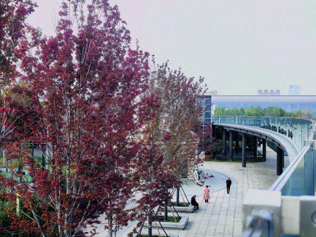 《寻找石家庄最美秋天》之三 枫叶渐红秋意渐浓