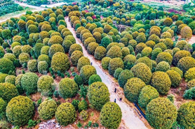 桂花苗圃成热门打卡地