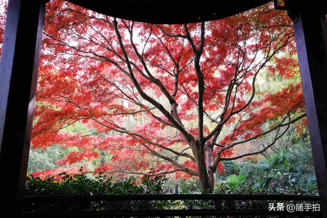 “枫”情万种，上海闵行红园枫叶色彩斑斓进入观赏季