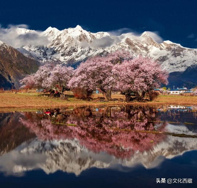 西藏这个地方，即将火爆！真正定义了什么是顶级春色！