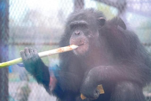 卷煎饼、啃大葱 “山东明猩”喊你周末来吃葱