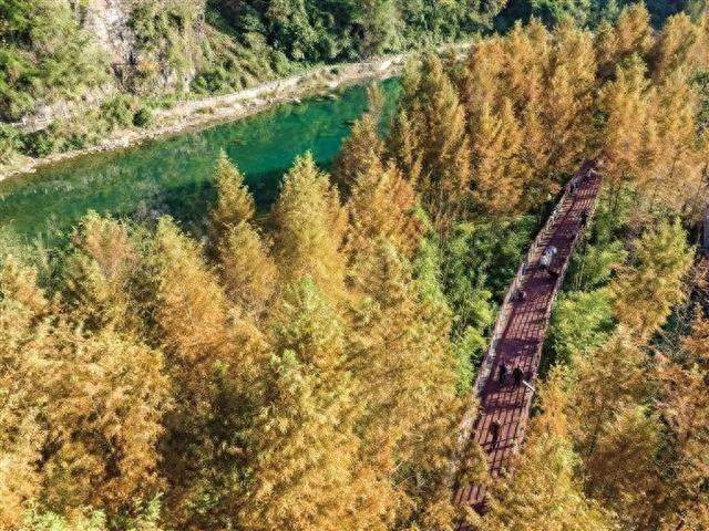 湿地水杉冬景如画