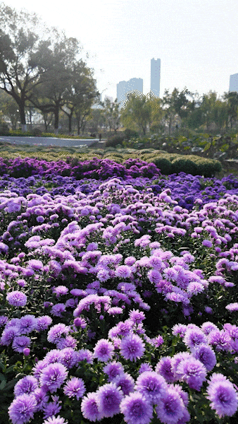 官宣:11月1日起,持续一个月!很多武汉人等了一年