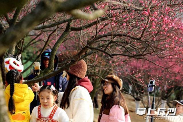 梅花满枝头，赏花打卡正当时｜组图