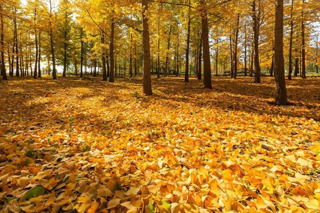 为游客撒落叶 给景区添温情