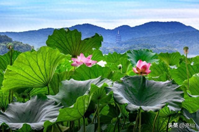 游荷叶山记——《明》袁中道