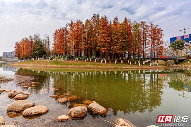 湖光为纸，水杉作墨，长沙联江公园初冬的诗画时分